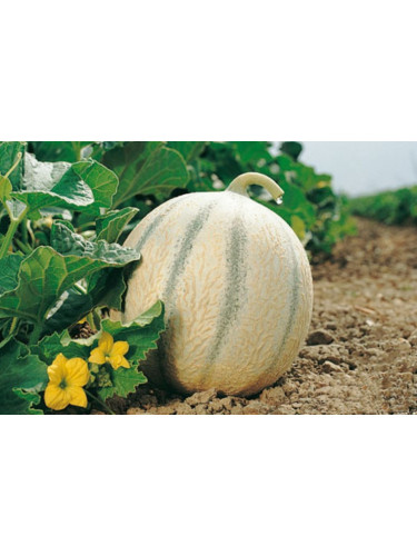 Melon cyrano
