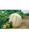 Melon cyrano