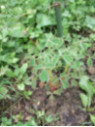 Oxalis tuberosa Mimic white / Oca du pérou (blanc)
