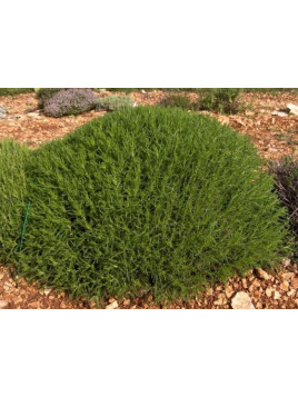 Santolina rosmarinifolia