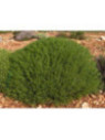 Santolina rosmarinifolia