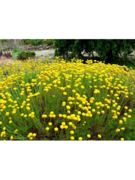 Santolina rosmarinifolia