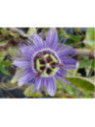 Passiflora 'Purple haze' / Passiflore