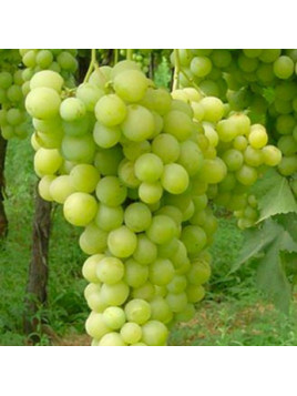 Vitis vinifera 'Elisabeth' / Vigne (résistante aux maladies)
