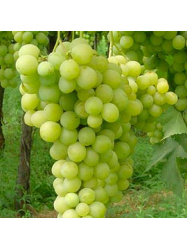 Vitis vinifera 'Elisabeth' / Vigne (résistante aux maladies)
