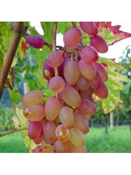 Vigne Miss pink (résistante)