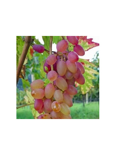Vigne Miss pink / Miss Rosé (résistante)