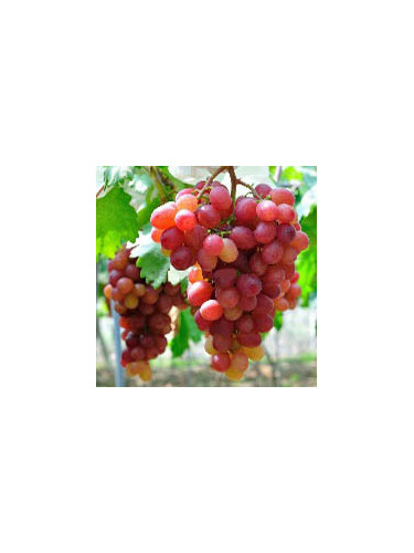 Vitis vinifera 'Zémira' / Vigne (résistante aux maladies)