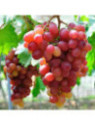 Vitis vinifera 'Zémira' / Vigne (résistante aux maladies)