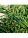 Gingembre officinale / Zingiber officinale