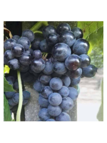Vitis vinifera 'Isabella' / Vigne (résistante aux maladies)