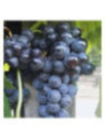 Vitis vinifera 'Isabella' / Vigne (résistante aux maladies)