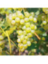 Vitis vinifera 'Teres' / Vigne (résistante aux maladies)