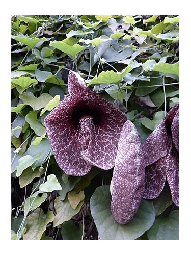 Aristolochia grandiflora - Aristolochia gigantea