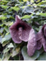 Aristolochia grandiflora - Aristolochia gigantea