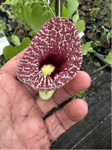 Aristolochia grandiflora - Aristolochia gigantea