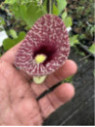 Aristolochia grandiflora - Aristolochia gigantea