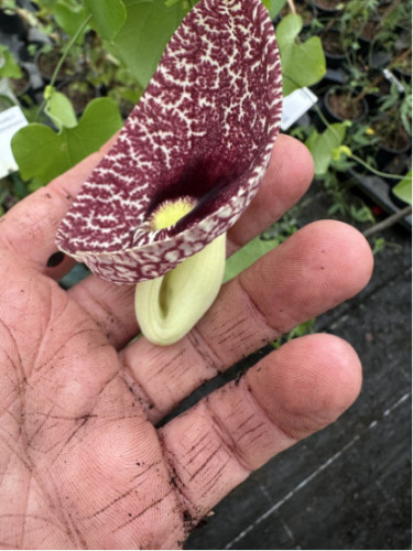 Aristolochia grandiflora - Aristolochia gigantea