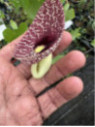 Aristolochia grandiflora - Aristolochia gigantea