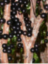 Jaboticaba - Plinia cauliflora - Myrciaria cauliflora