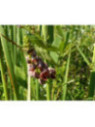 Apios americana / Glycine tubéreuse/ Pomme de terre indienne