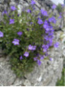 Campanule des mures - Campanula muralis -  portenschlagiana