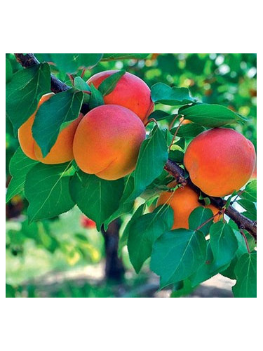 Prunus Armeniaca 'Bergeron' / Abricotier