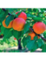 Prunus Armeniaca 'Bergeron' / Abricotier