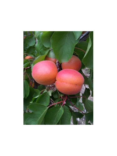 Prunus armeniaca 'Rouge du roussillon' / Abricotier