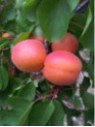 Prunus armeniaca 'Rouge du roussillon' / Abricotier