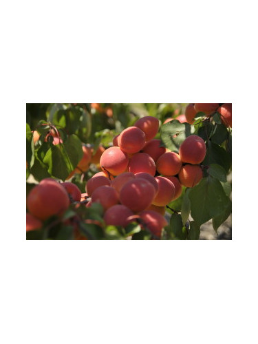 Prunus armeniaca 'Rouge du roussillon' / Abricotier