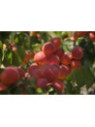 Prunus armeniaca 'Rouge du roussillon' / Abricotier