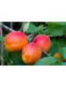 Prunus armeniaca 'Précoce de Saumur' / Abricotier