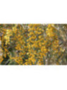 Acacia retinoïdes  / Mimosa des 4 saisons