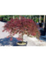 Acer dissectum 'Garnet' / Erable du Japon