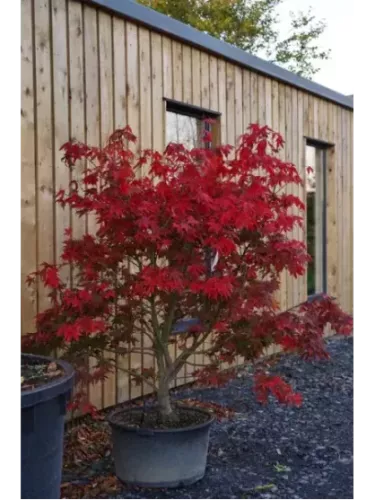 Acer palmatum 'Osakazuki' / Erable du Japon