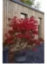 Acer palmatum 'Osakazuki' / Erable du Japon