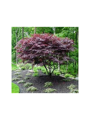 Acer palmatum 'Atropurpureum' / Erable du Japon