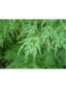 Acer palmatum 'Seiryu' / Erable du Japon