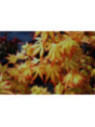 Acer palmatum 'Orange Dream' / Erable du Japon