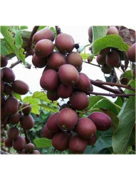 Actinidia arguta 'Ken's red' / Kiwaï / femelle
