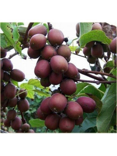 Actinidia arguta 'Ken's red' / Kiwaï / femelle