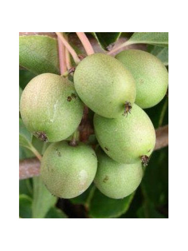 Actinidia arguta 'Rogow' / Kiwaï / femelle