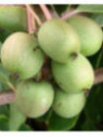 Actinidia arguta 'Rogow' / Kiwaï / femelle