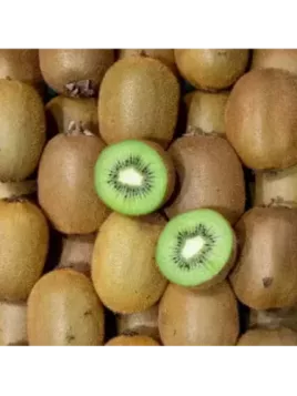 Actinidia chinensis 'Solissimo' – Kiwi Autofertile