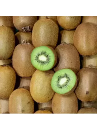 Actinidia chinensis 'Solissimo' – Kiwi Autofertile