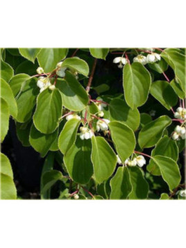 Actinidia arguta 'Weima' / Kiwaï / mâle