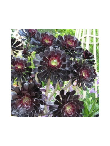 Aeonium arboreum schwaerzkopf