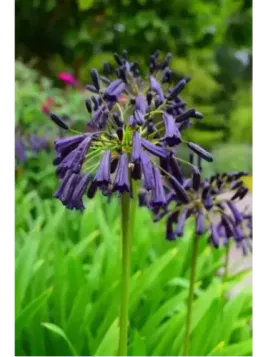 Agapanthe balck magic