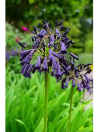 Agapanthe balck magic